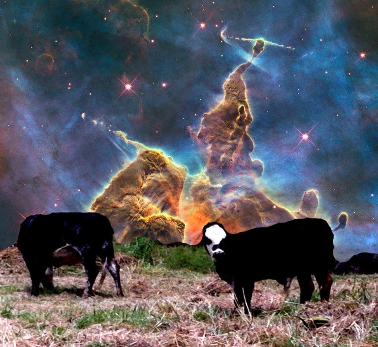 Bovine Consciousness